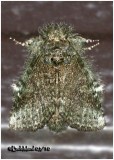 <h5><big>Saddled Prominent Moth-Female<br></big><em>Heterocampa guttivitta #7994</h5></em>