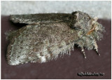 <h5><big>Saddled Prominent Moth-Female<br></big><em>Heterocampa guttivitta #7994</h5></em>