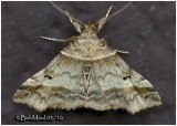 <h5><big>Dark-banded Owlet Moth <br></big><em>Phalaenophana pyramusalis #8338</h5></em>