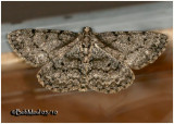 <h5><big>Porcelain Gray Moth<br></big><em>Protoboarmia porcelaria  #6598 </h5></em>