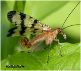 Scorpionfly-Male