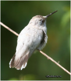 AMAZING HUMMINGBIRDS by Stan Tekiela