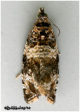 <h5><big> Dusky Leafroller Moth<br></big><em> Orthotaenia undulana #2770</h5></