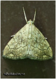 <h5><big>Purple-backed Cabbageworm Moth<br></big><em>Evergestis pallidata #4897</h5></em>