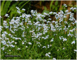 True Forget-Me-Nots