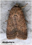 <h5><big>Rustic Quaker Moth<br></big><em> Orthodes majuscula  #10585</h5></em>