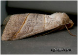 <h5><big>Texas Mocis Moth<br></big><em> Mocis texana #8745</h5></em>
