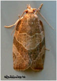 <h5><big>Three-lined Leafroller Moth<br></big><em>Pandemis limitata #3594</h5></em>
