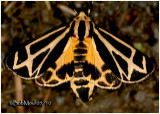 <h5><big>Carlottas Tiger Moth<br></big><em> Apantesis carlotta #8171.1</h5></em>