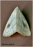 <h5><big>Spotted Grass Moth<br></big><em>Rivula propinqualis #8404</h5></em>