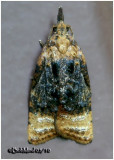 <h5><big>Black-shaded Platynota Moth<br></big><em>Platynota flavedana #3732</h5></em>