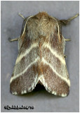 <h5><big>Eastern Tent Caterpillar Moth<br></big><em>Malacosoma americanum #7701 </h5></em>