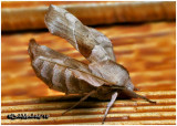 <h5><big>Walnut Sphinx Moth-<br></big><em>Amorpha juglandis  #7827</h5></em>