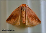 SLUG CATERPILLAR MOTHS-Family Limacodidae