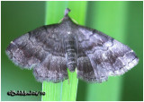 <h5><big>Black-banded Owlet Moth<br></big><em>Phalaenostola larentioides #8364</h5></em>