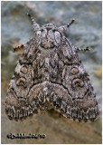 <h5><big>The Brother Moth<br></big><em> Raphia frater #9193</h5></em>
