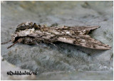 Waved Sphinx MothCeratomia undulosa #7787