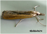 <h5><big>Sod Webworm Moth<br></big><em>Pediasia trisecta #5413</h5></em>