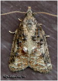 <h5><big>Tufted Apple Budworm Moth<br></big><em>Platynota idaeusalis #3740</h5></em>