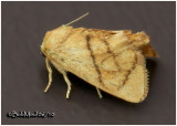 <h5><big>Inverted Y Slug Moth<br></big><em>Apoda y-inversum #4667</h5></em>