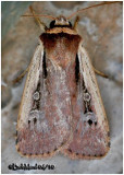 <h5><big>Flame-shouldered Dart  Moth<br></big><em>Ochropleura implecta #10891</h5></em>