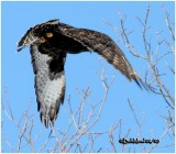 Rough-Legged Hawk-Dark Male