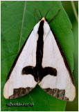 <h5><big>Clymene Moth<br></big><em>Haploa clymene#8107</h5></em>
