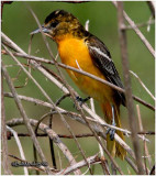 Baltimore Oriole-Female  Gathering Nesting Material