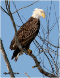 Bald Eagle - Adult