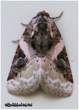 <h5><big>Pink Barred Lithacodia Moth<br></big><em>Pseudeustrotia carnela #9053</h5></em>