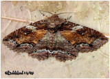 <h5><big>Lunate Zale Moth <br></big><em>Zale lunata #8689</h5></em>