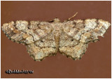 <h5><big>One-spotted Variant Moth<br></big><em>Hypagyrtis unipunctata #6654</h5></em>