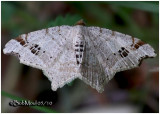 <h5><big>Common Angle Moth<br></big><em>Macaria aemulataria #6326</h5></em>