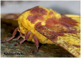 <h5><big>Imperial Moth-Female<br></big><em>Eacles imperialis #7704</h5></em>