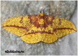 <h5><big>Imperial Moth-Female<br></big><em>Eacles imperialis #7704</h5></em>