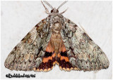 <h5><big>Youthful Underwing<BR> Moth <br></big><em>Catocala subnata #8797</h5></em>