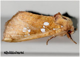 <h5><big>Northern Burdock Borer Moth<br></big><em>Papaipema arctivorens #9471</h5></em>