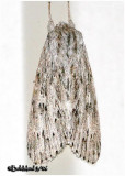 <h5><big>Smeared Dagger Moth<br></big><em>Acronicta oblinita #9272</h5></em>