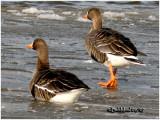 Greater White Fronted Goose