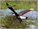 Crested Caracara