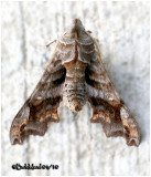 Lettered Sphinx Moth Deidamia inscripta #7871
