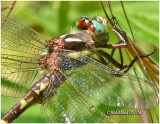 Brown Spiketail-Adult (CSP)