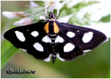 <h5><big>White-spotted Sable Moth<br></big><em>Anania funebris #4958a</h5></em>