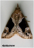 <h5><big>Flowing Line Bomolocha Moth<br></big><em>Hypena manalis #8441 </h5></em>