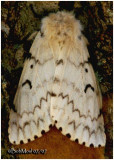 <h5><big>Gypsy Moth-Female<br></big><em>Lymantria dispar #8318 </h5></em>