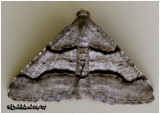 <h5><big>Curved Line Angle Moth<br></big><em>Macaria continuata #6362</h5></em>