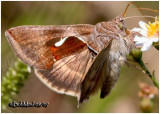 <h5><big>Celery Looper Moth<br></big><em>Anagrapha falcifera #8924</h5></em>
