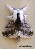 <h5><big>Large Tolype Moth<br></big><em>Tolype velleda #7670 </h5></em>