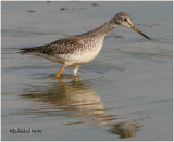 Greater Yellowlegs-Juvenile