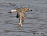 Black-bellied Plover-Juvenile